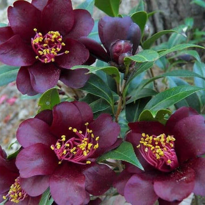 Maroon Red Camellia Seeds