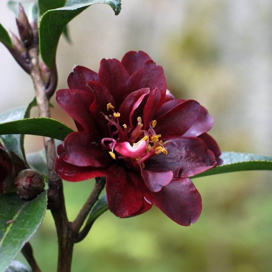 Maroon Red Camellia Seeds