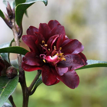 Maroon Red Camellia Seeds