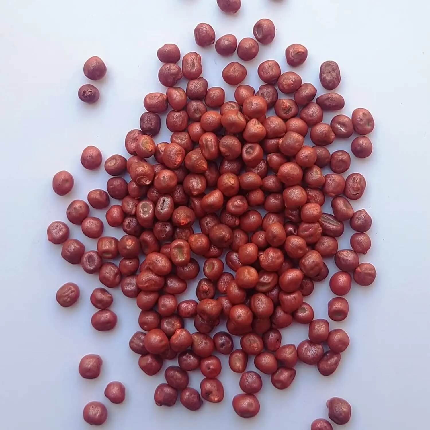 Maroon Red Okra Seeds