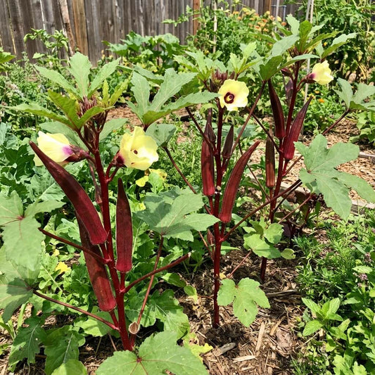 Maroon Red Okra Seeds