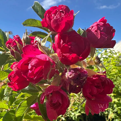 Maroon Rugosa Rose Rosa rugosa Seeds - Flower Plant
