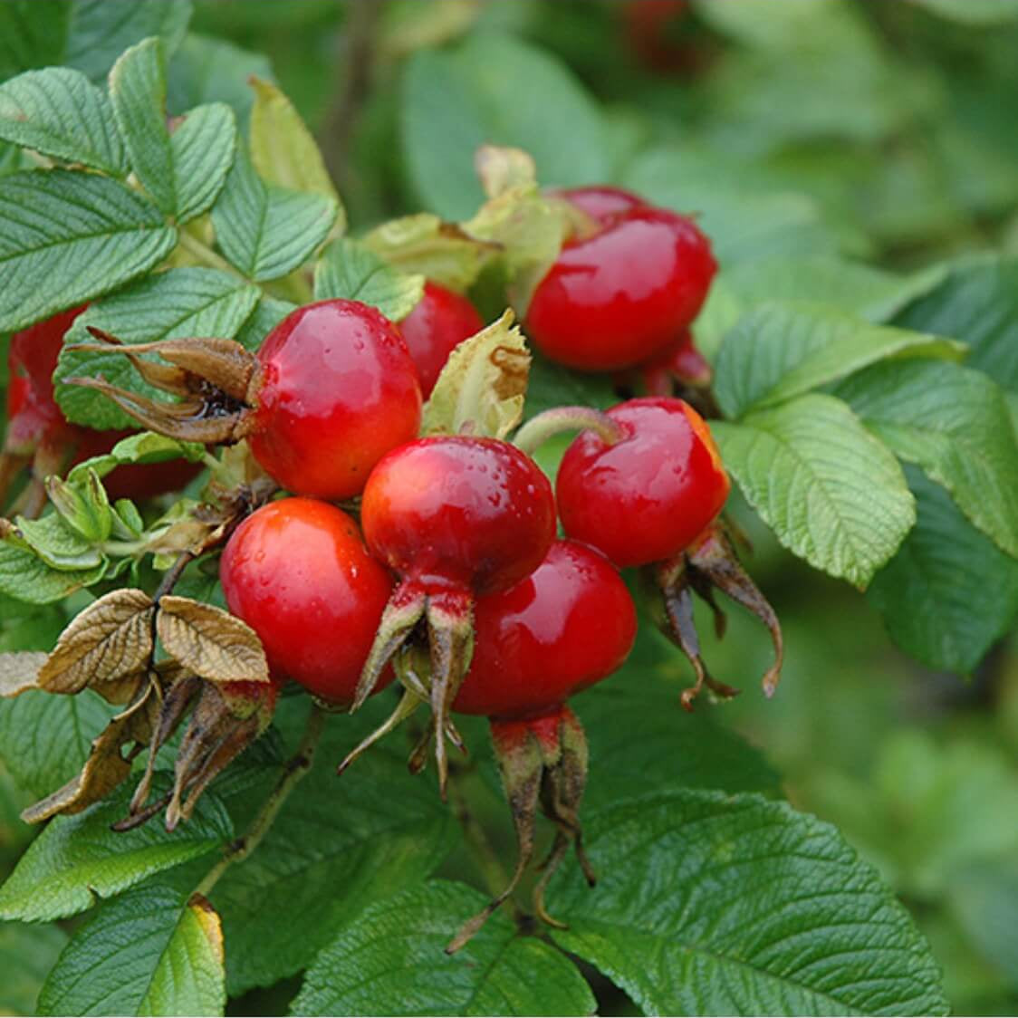 Maroon Rugosa Rose Rosa rugosa Seeds - Flower Plant
