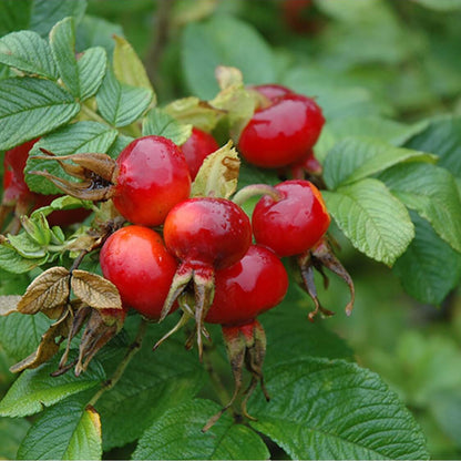 Maroon Rugosa Rose Rosa rugosa Seeds - Flower Plant