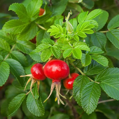 Maroon Rugosa Rose Rosa rugosa Seeds - Flower Plant