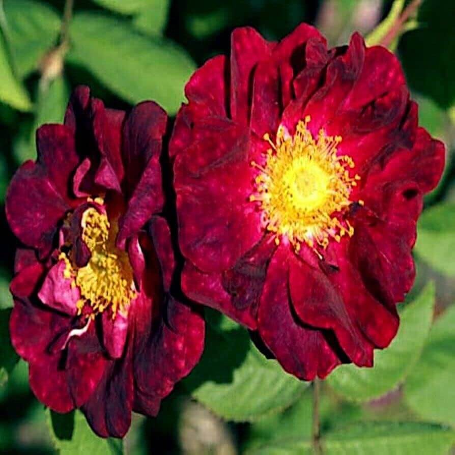 Maroon Rugosa Rose Rosa rugosa Seeds - Flower Plant