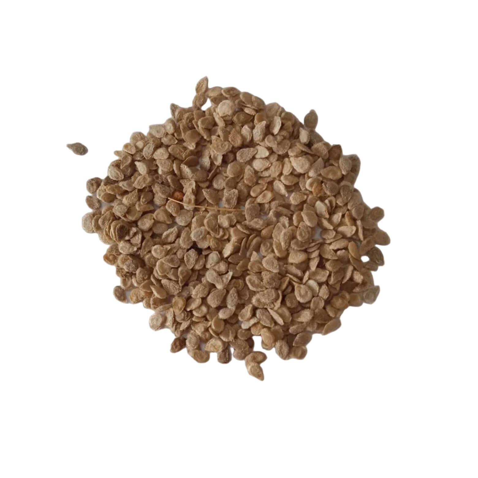 Maroon Tomato Seeds 