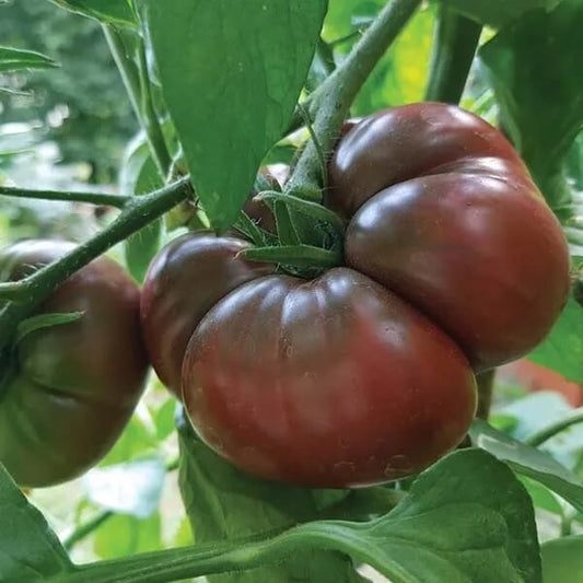 Marron Green Tomato Seeds