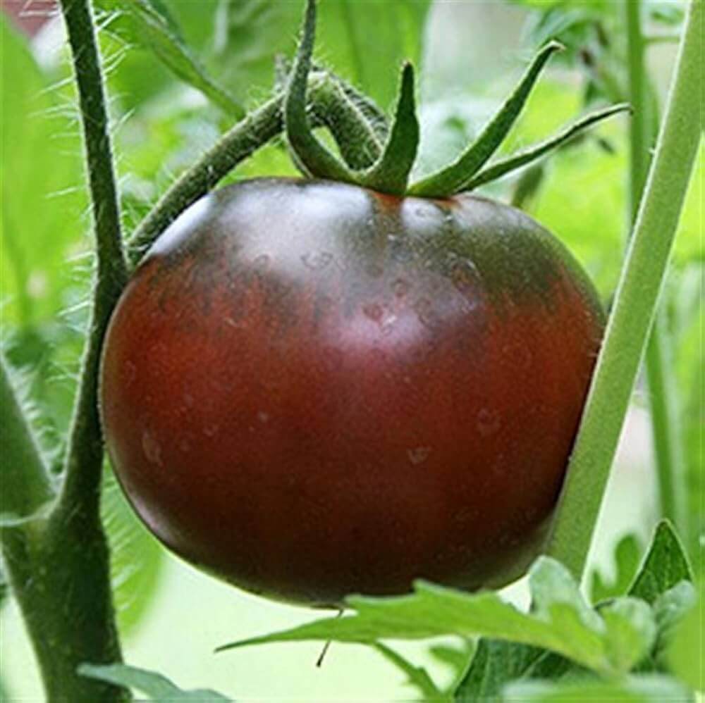 Marron Green Tomato Seeds