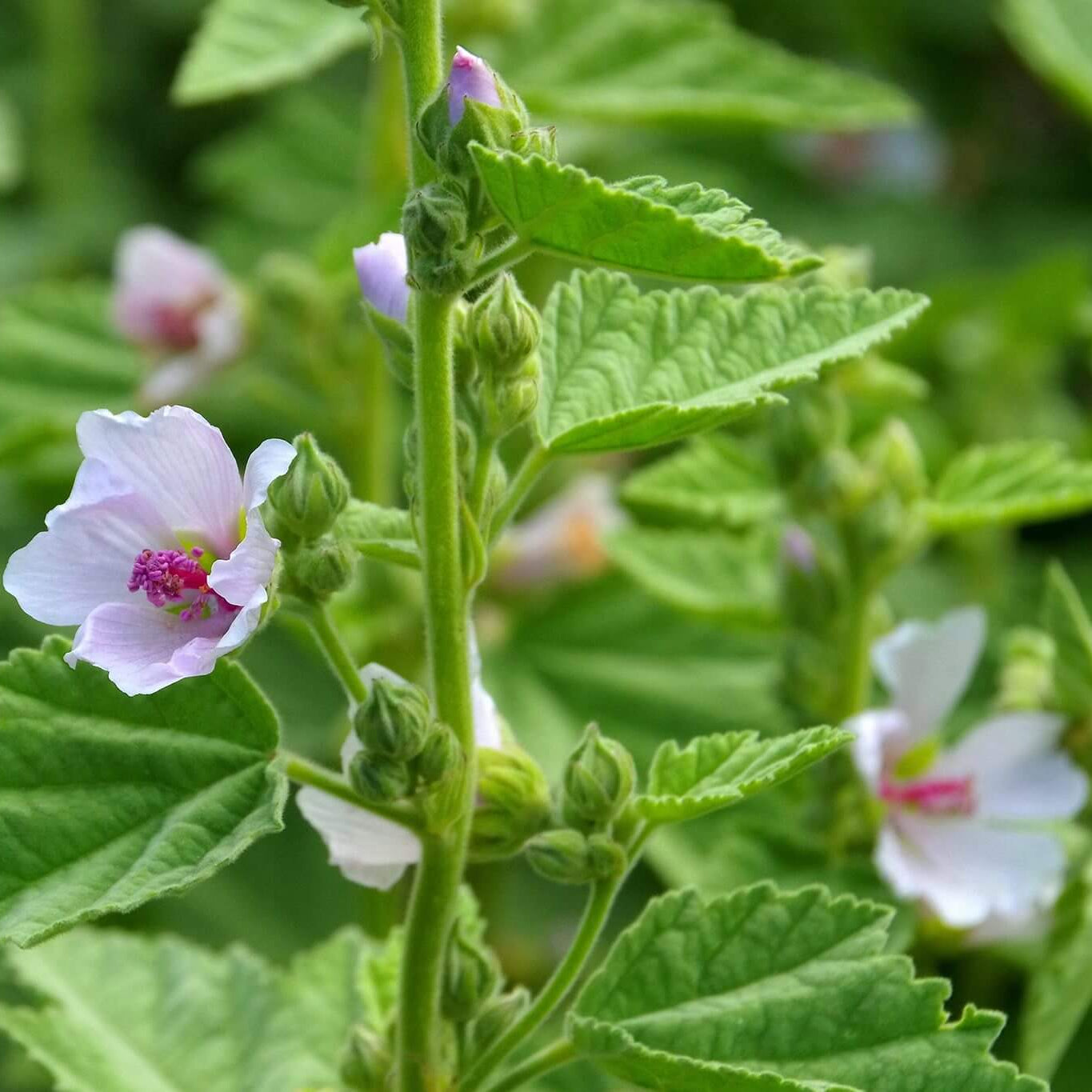 Marsh Mallow Seeds - Herbal Plant