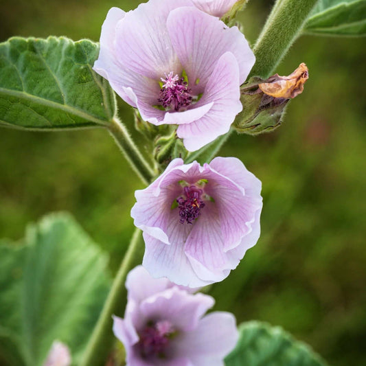 Marsh Mallow Seeds - Herbal Plant