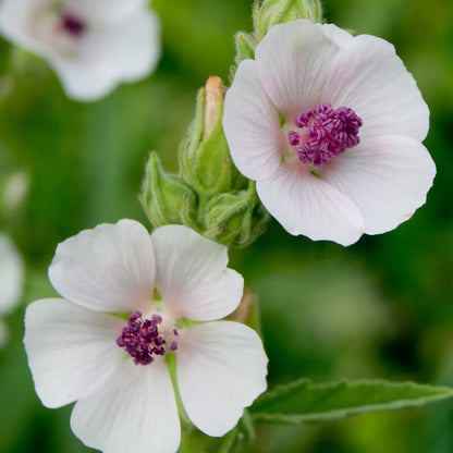 Marsh Mallow Seeds - Herbal Plant