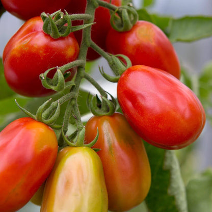 Martino's Roma Tomato Seeds - Heirloom Vegetable Plant for Home Gardens