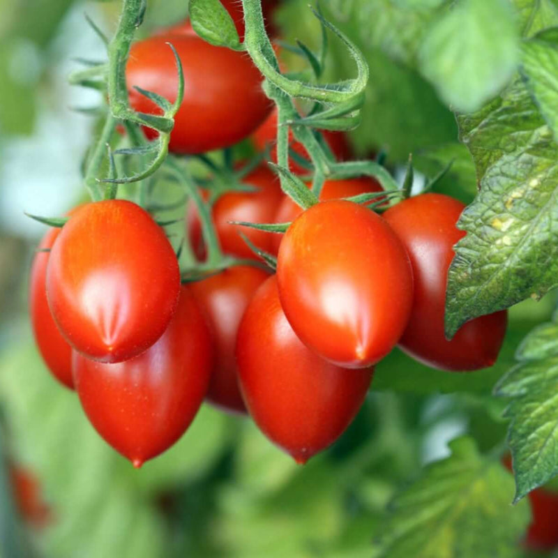 Martino's Roma Tomato Seeds - Heirloom Vegetable Plant for Home Gardens