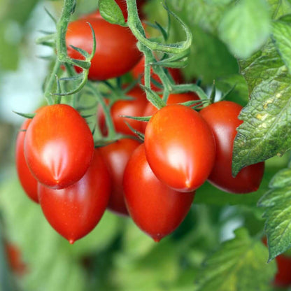 Martino's Roma Tomato Seeds - Heirloom Vegetable Plant for Home Gardens