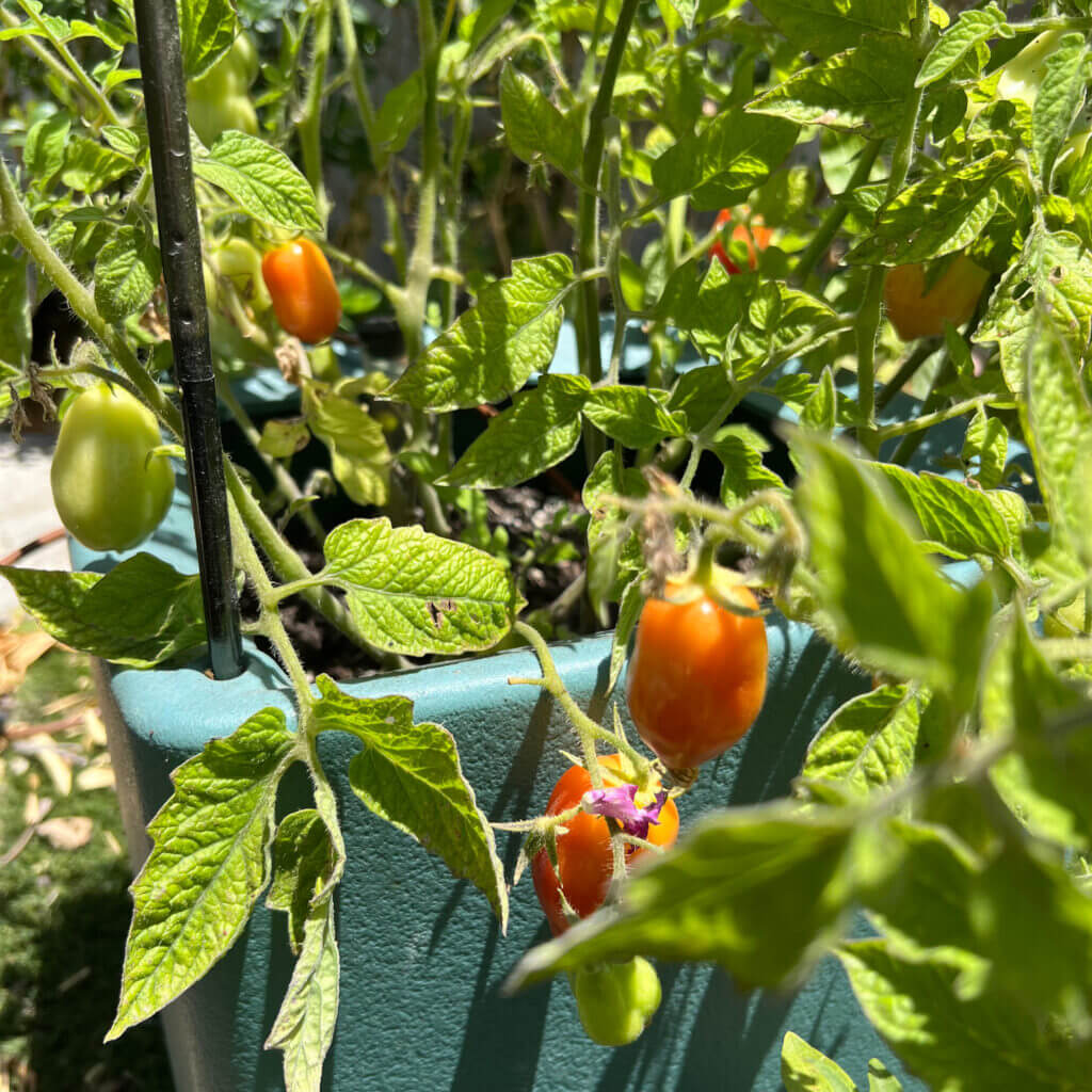 Martino's Roma Tomato Seeds - Heirloom Vegetable Plant for Home Gardens