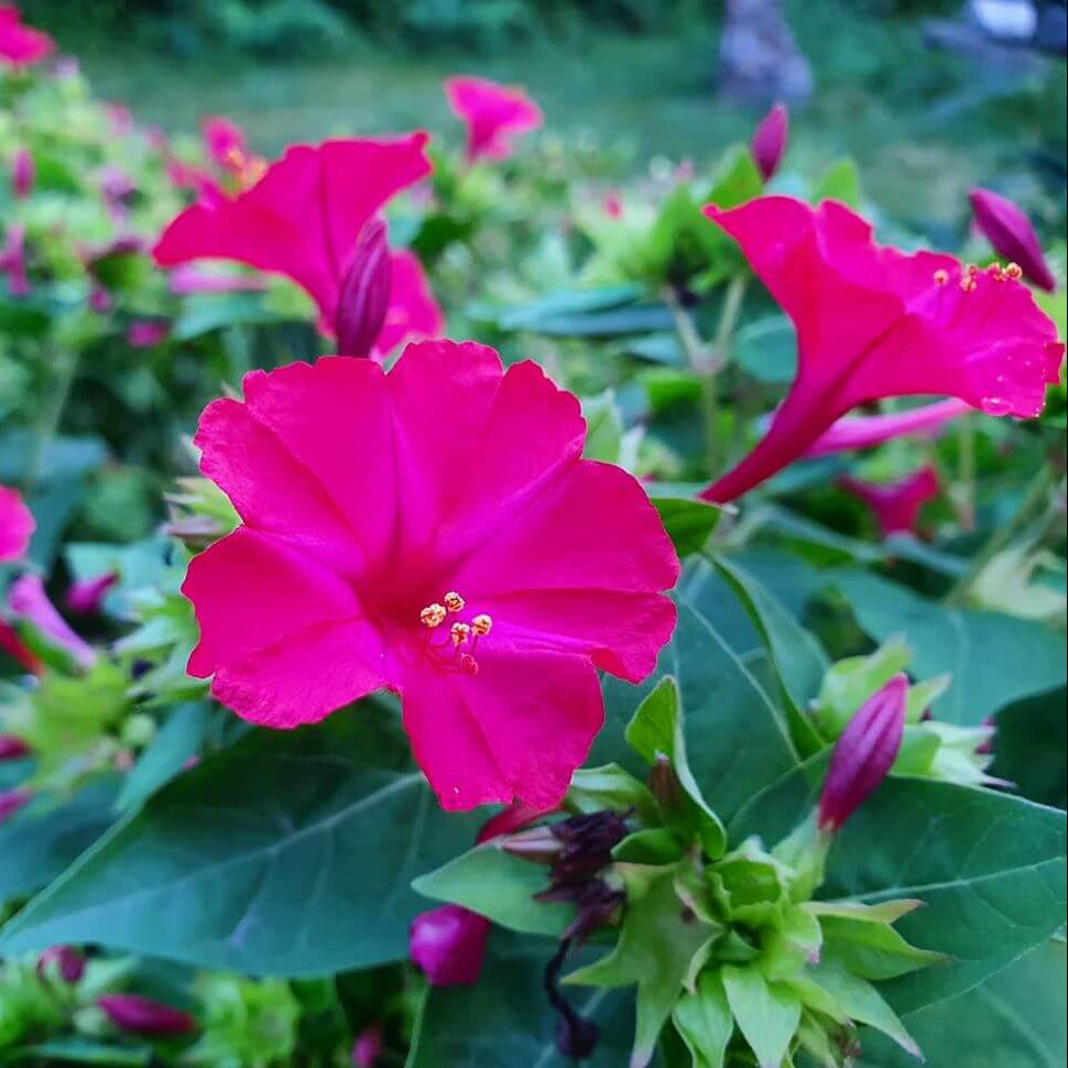 Marvel Of Peru Seeds - Flower Plant