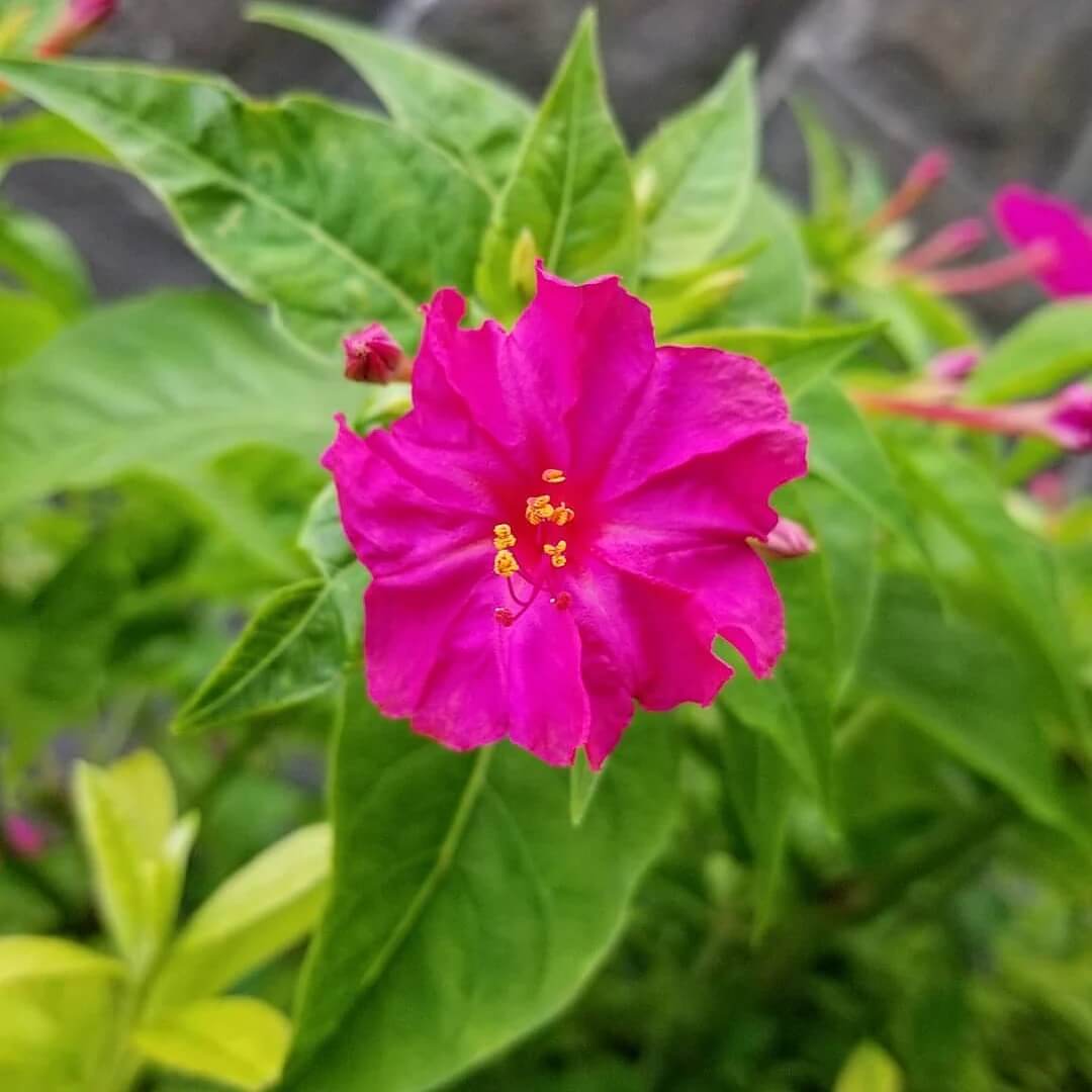 Marvel Of Peru Seeds - Flower Plant