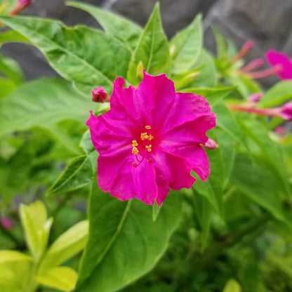 Marvel Of Peru Seeds - Flower Plant