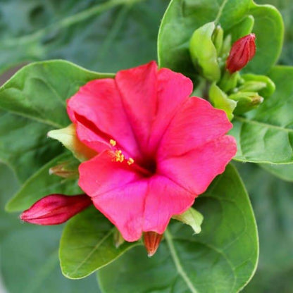 Marvel Of Peru Seeds - Flower Plant