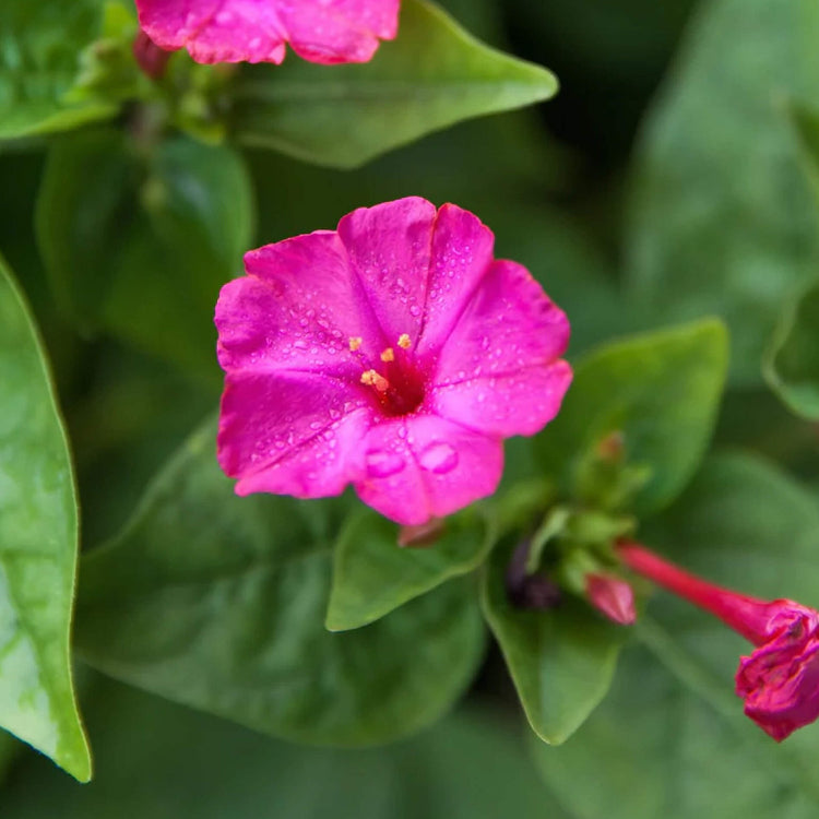 Marvel Of Peru Seeds - Flower Plant