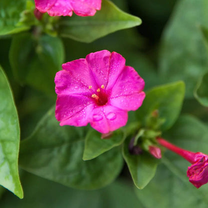 Marvel Of Peru Seeds - Flower Plant
