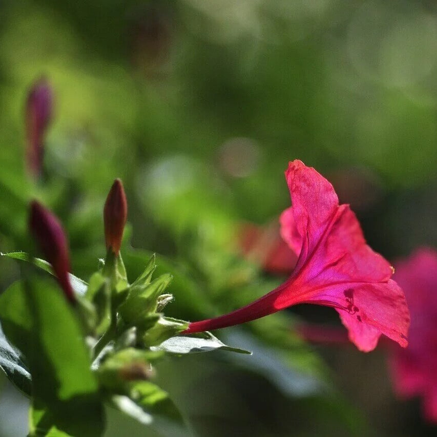 Marvel Of Peru Seeds - Flower Plant