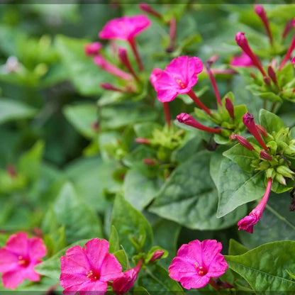 Marvel Of Peru Seeds - Flower Plant