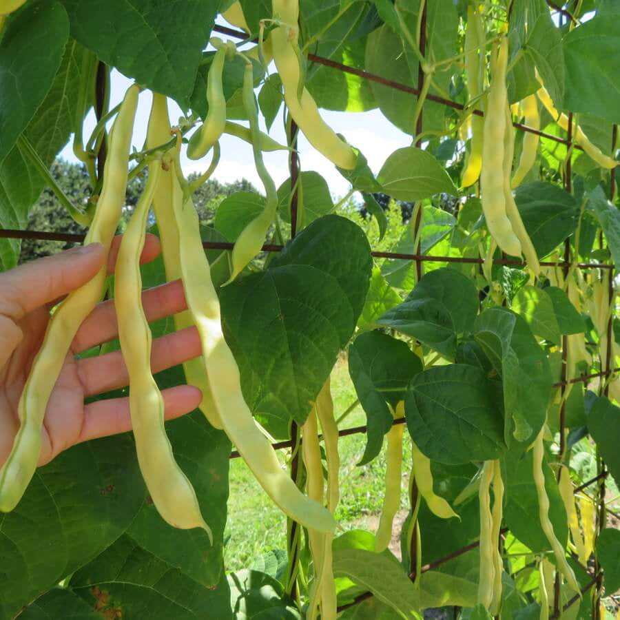 Marvel Of Venice Pole Bean Seeds - Heirloom Vegetable Plant for Home Gardens