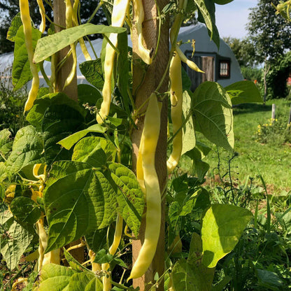 Marvel Of Venice Pole Bean Seeds - Heirloom Vegetable Plant for Home Gardens
