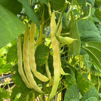 Marvel Of Venice Pole Bean Seeds - Heirloom Vegetable Plant for Home Gardens