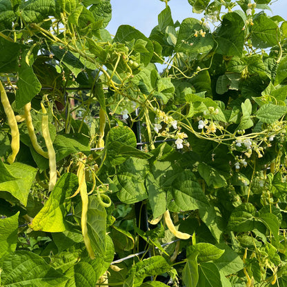 Marvel Of Venice Pole Bean Seeds - Heirloom Vegetable Plant for Home Gardens