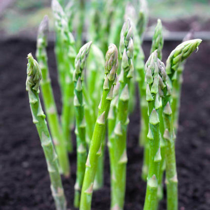 Mary washington asparagus seeds - Vegetable Plant