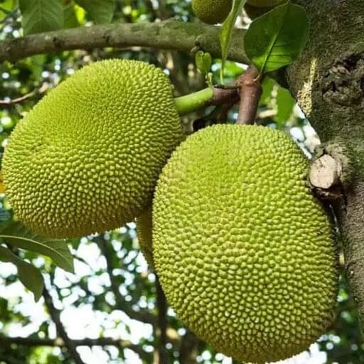 Massive Jackfruit Seeds