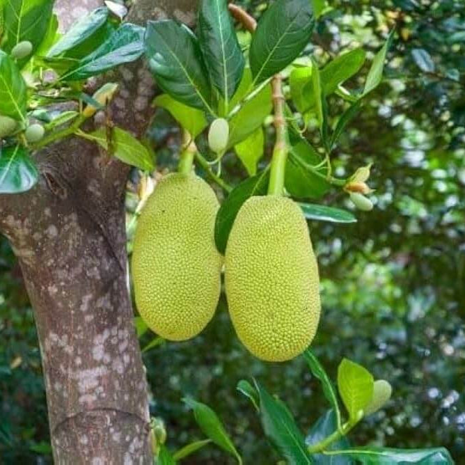 Massive Jackfruit Seeds
