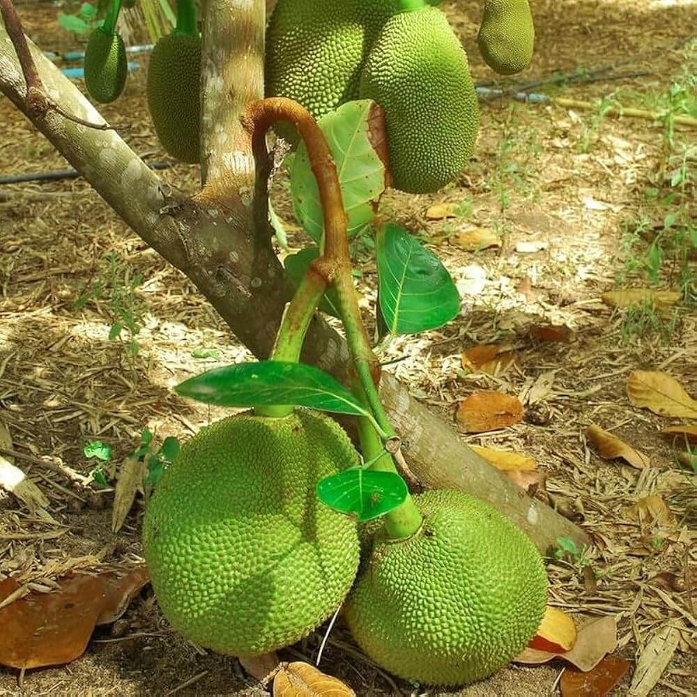 Massive Jackfruit Seeds