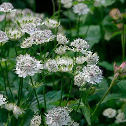 Masterwort Seeds - Heirloom Flower Plant for Home Gardens