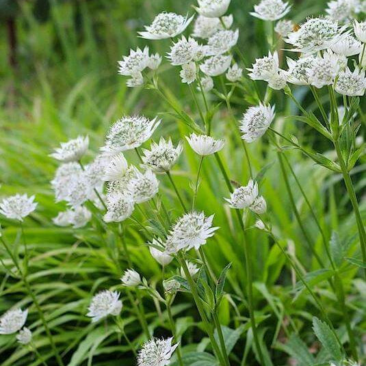 Masterwort Seeds - Heirloom Flower Plant for Home Gardens