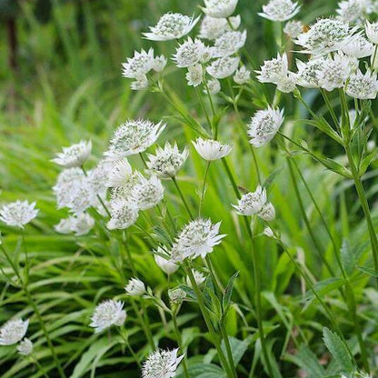 Masterwort Seeds - Heirloom Flower Plant for Home Gardens