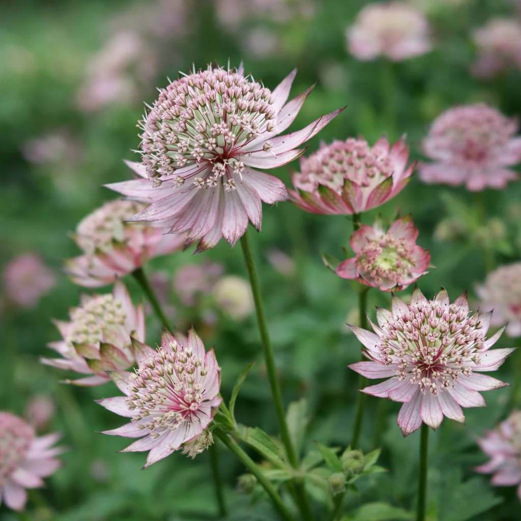 Masterwort Seeds - Heirloom Flower Plant for Home Gardens