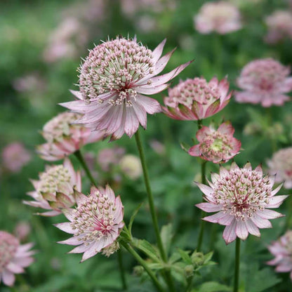 Masterwort Seeds - Heirloom Flower Plant for Home Gardens