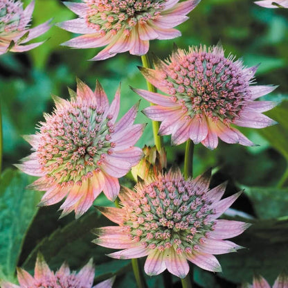 Masterwort Seeds - Heirloom Flower Plant for Home Gardens