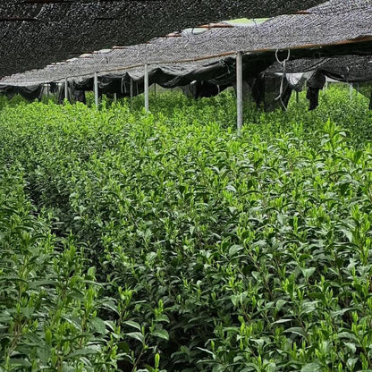 Matcha Tea Plant Seeds