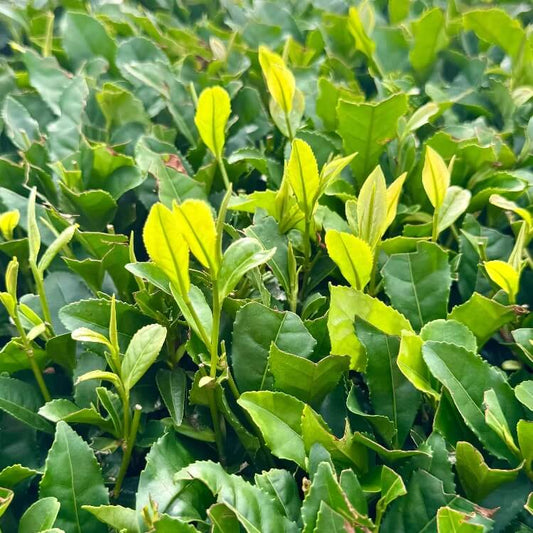 Matcha Tea Plant Seeds