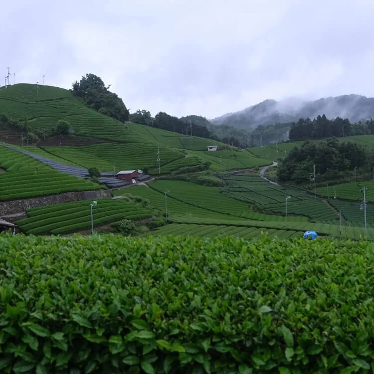Matcha Tea Plant Seeds