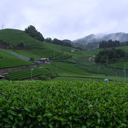 Matcha Tea Plant Seeds