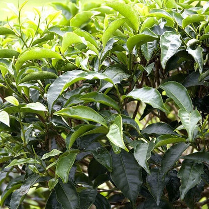 Matcha Tea Plant Seeds