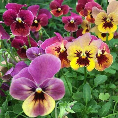Matrix Pansy Seeds