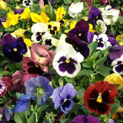 Matrix Pansy Seeds