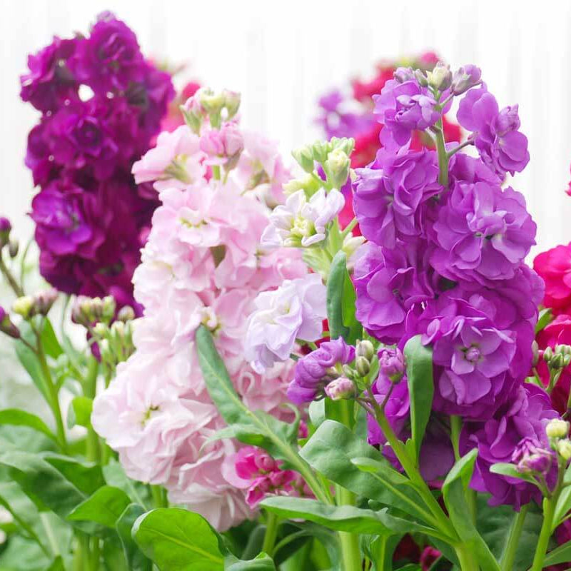Matthiola Incana Seeds - Heirloom Flower Plant for Home Gardens